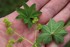 Alchemilla xanthochlora