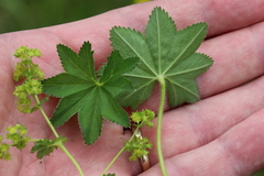 Alchemilla xanthochlora