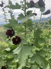 Alcea