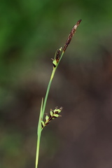 Carex panicea