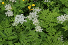 Chaerophyllum villarsii