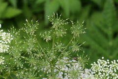 Chaerophyllum villarsii