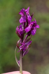 Dactylorhiza majalis