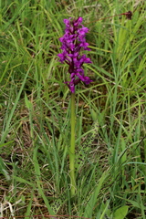 Dactylorhiza majalis