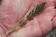 Mutellina purpurea