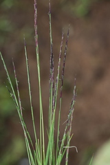 Nardus stricta