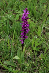 Orchis mascula