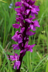 Orchis mascula