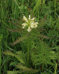 Pedicularis foliosa