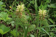 Pedicularis foliosa
