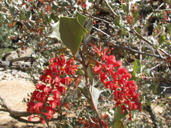 Grevillea wickhamii