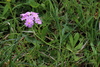 Primula farinosa alpigena - Photo (c) Edgar Heim, some rights reserved (CC BY-NC), uploaded by Edgar Heim