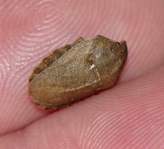 Eurygaster testudinaria