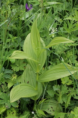 Veratrum album