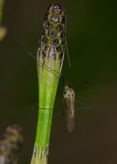 Pediciidae