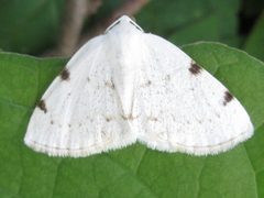 Lomographa bimaculata