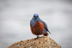 Monticola solitarius philippensis