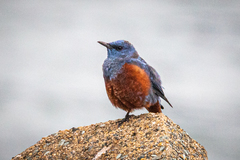 Monticola solitarius philippensis