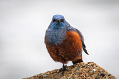 Monticola solitarius philippensis