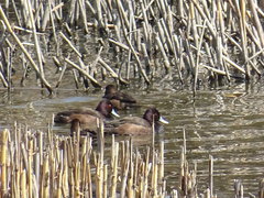 Netta erythrophthalma