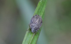 Podops inunctus