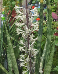 Sansevieria