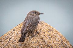 Monticola solitarius philippensis