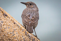 Monticola solitarius philippensis