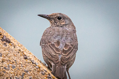 Monticola solitarius philippensis