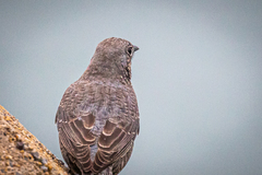 Monticola solitarius philippensis