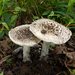 Gunpowder Amanita - Photo (c) tombigelow, some rights reserved (CC BY-NC), uploaded by tombigelow