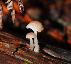 Roridomyces austrororidus