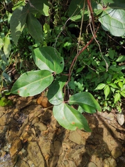 Mucuna gigantea