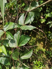 Mucuna gigantea