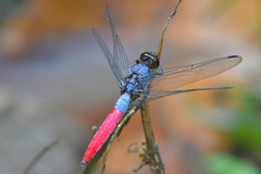 Orthetrum schneideri