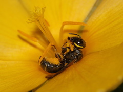 Ceratina perforatrix pyramidalis