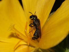 Ceratina perforatrix pyramidalis