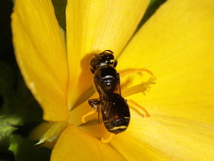 Ceratina perforatrix pyramidalis