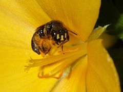 Ceratina perforatrix pyramidalis