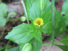 Erythranthe nepalensis