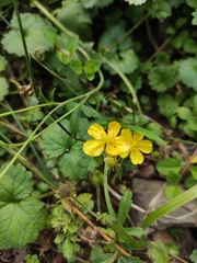 Ranunculus japonicus