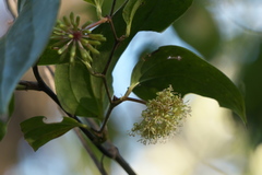 Smilax ovalifolia
