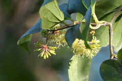 Smilax ovalifolia