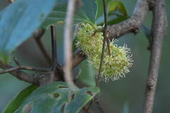 Smilax ovalifolia