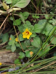 Lysimachia christinae