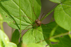 Dasylobus