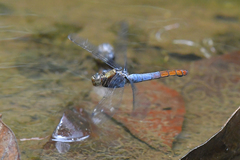 Orthetrum schneideri