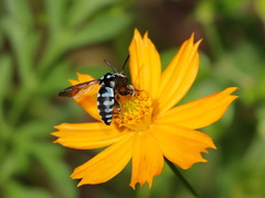 Thyreus novaehollandiae signatus