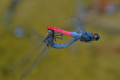 Orthetrum schneideri