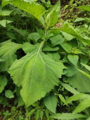 Sigesbeckia pubescens